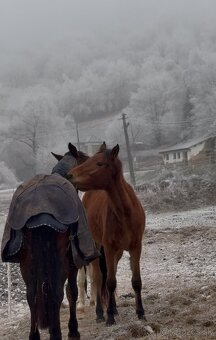 Kobylka na rekreaciu/šport - 4