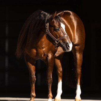 American Quarter horse QH- valach 5 let - 4