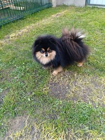 Pomeranian fenka - 4