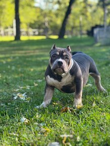 American Bully Pocket - 4