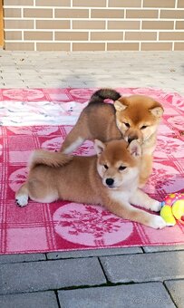 Shiba inu - 4