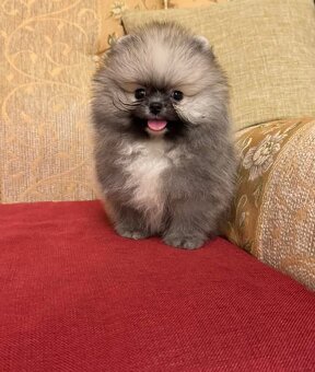 Pomeranian mini - 4