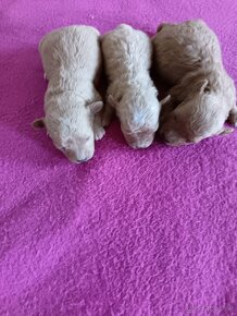 Maltipoo mini,Maltipo - 4