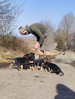 Šteniatka working kelpie - pes na pasenie, ako border kolia - 4