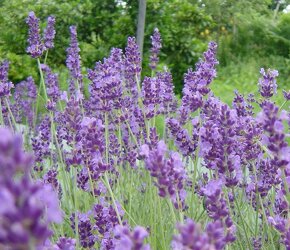 Lavandula angustifolia - 4