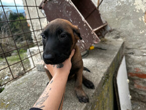 Belgický ovčiak malinois - 4