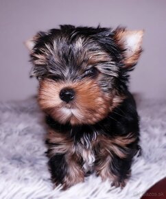 Yorkshire terrier fenka - 4