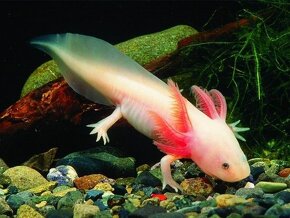 axolotl mexicky - axelot, axik, mlok, vodny dračik na predaj - 4