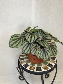 Peperomia Mystique - 4