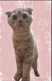 Scottish Fold , Scottish Straight - 4