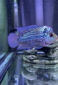 Flowerhorn samček č.3 - 4