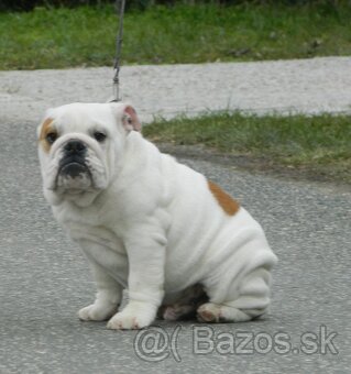 Anglický bulldog - 4