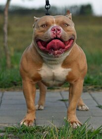 American Bully krytie - 4