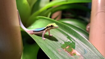 Phelsuma klemmeri - 4