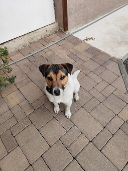 Jack Russel - 4