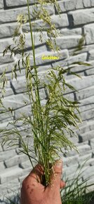 Metlica trstnatá - deschampsia - okrasná tráva 2x - 4