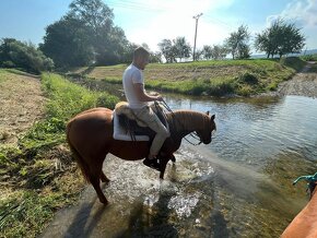 Prodám kobylu Arab x Haflinger - 4