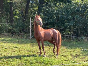 welsh pony valach do sportu - 4