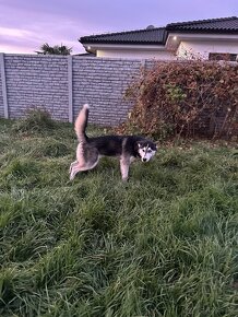 Husky (ZEUS) - 4