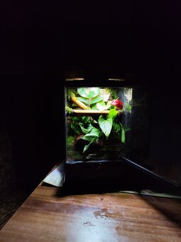 Terarium Exo terra - 4