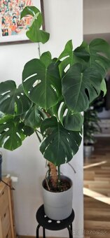 Monstera deliciosa - 4