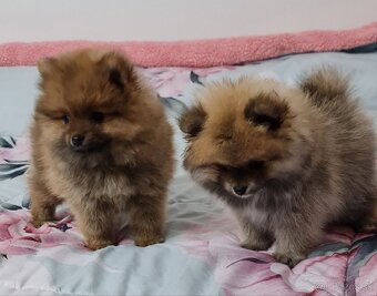 Pomeranian - 4