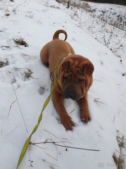 Shar-pei - 4