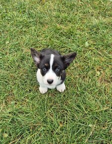 Welsh corgi cardigan štaniatka s PP - 4