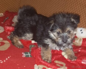 Yorkshire terrier 70€ - 4