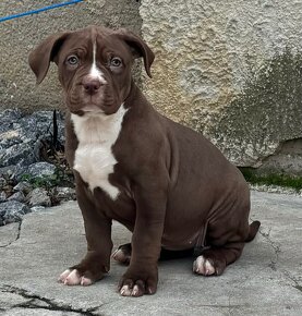 American Bully Xl - 4