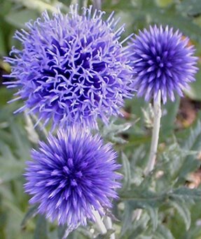 Echinops bannaticus "Blue Glow" - Ježibaba modrá - 4