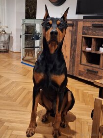 Doberman na krytie - 4