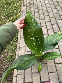 Dieffenbachia Crocodile - 4