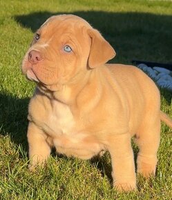 American bully xl, pitbull xxl - 4