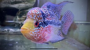 Flowerhorn samička Č. 1 - 4