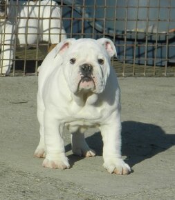 Anglický bulldog - 4