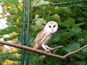 Sova pálená (Tyto alba) - 4