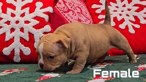 American Bully Pocket - 4