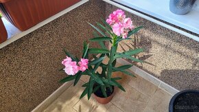 Oleander ružový, plnokvetý - 4