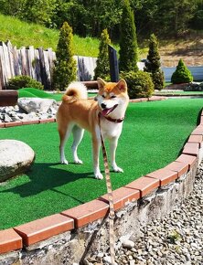 Shiba  inu s PP - 4