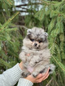 Pomeranian Merle fenečka PP UCI - 4