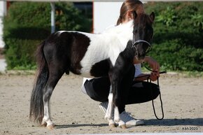 Minihorse na predaj - Showmer Quido - 4