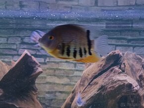 Heros severum - 4