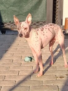 Americký bezsrstý teriér - American Hairless Terrier s PP - 4