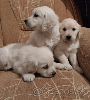 Zlatý (golden) retriever - šteniatka - 4