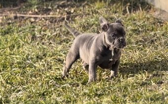 American Bully micro - 4