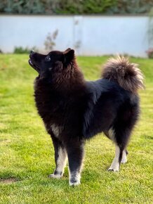 Eurasier / Eurazier s PP / sučka - 4