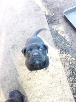 Cane corso - 4