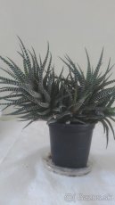 Sukulent - Haworthia fasciata - 4