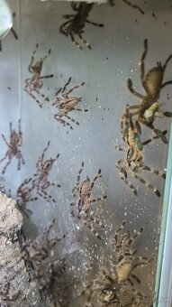 POECILOTHERIA SUBFUSCA LOWLAND - 4